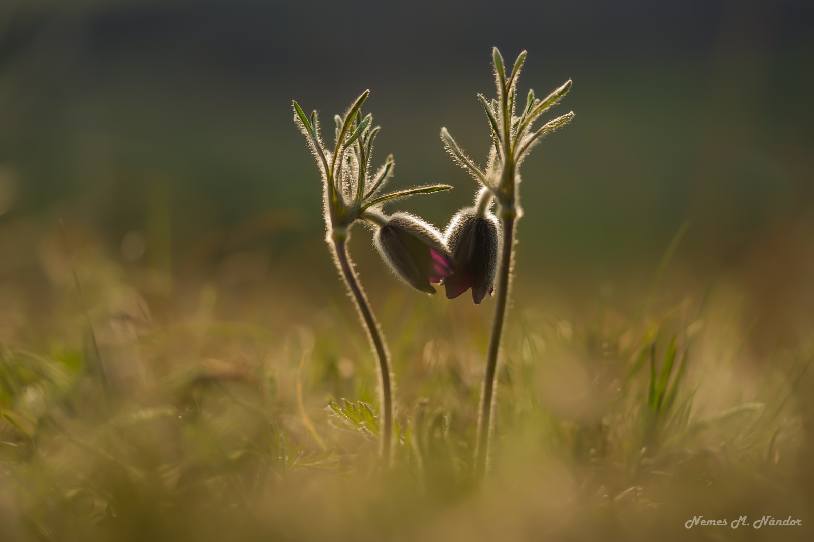 Dediței - Pulsatilla montana