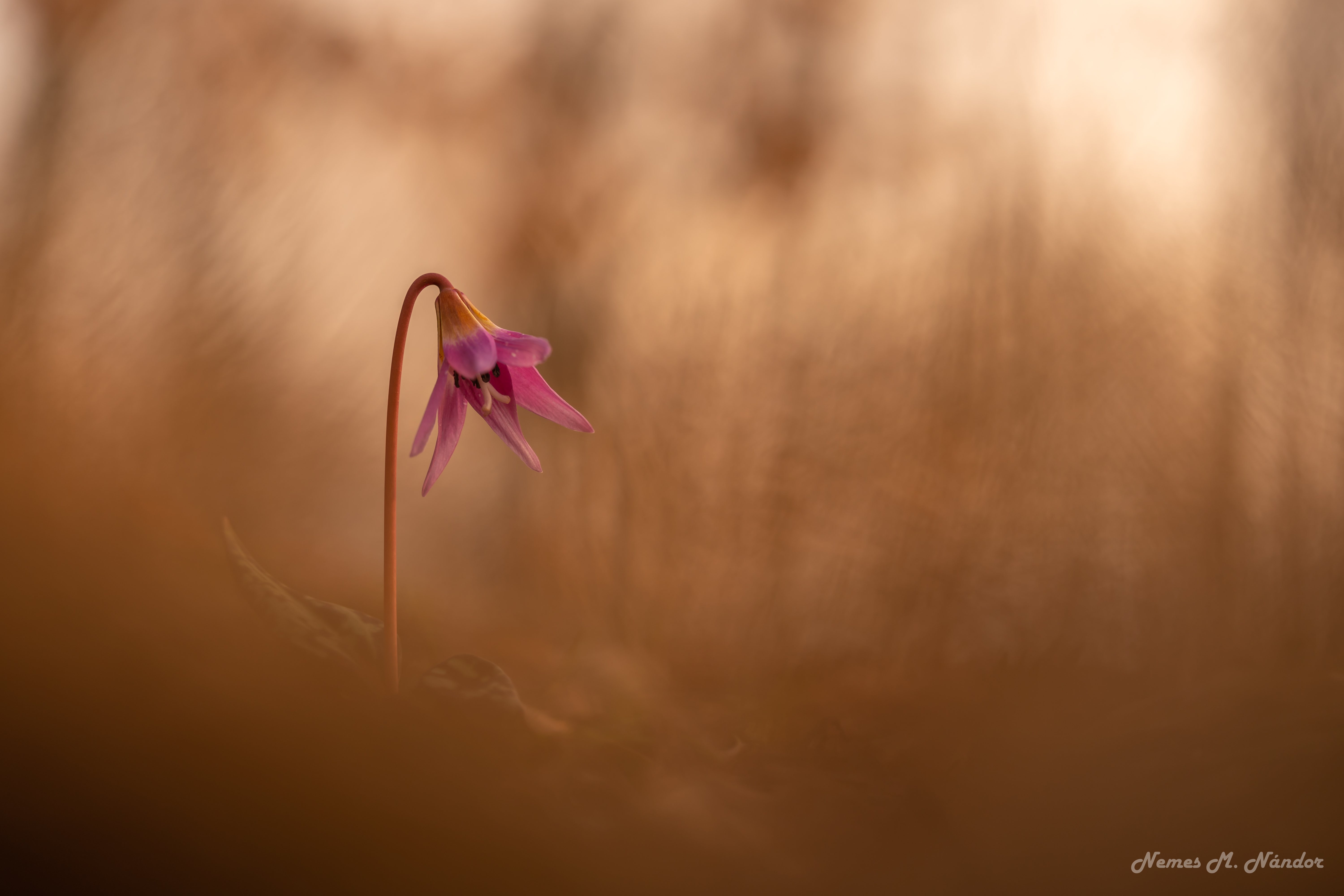 Măseaua ciutei - Erythronium dens-canis