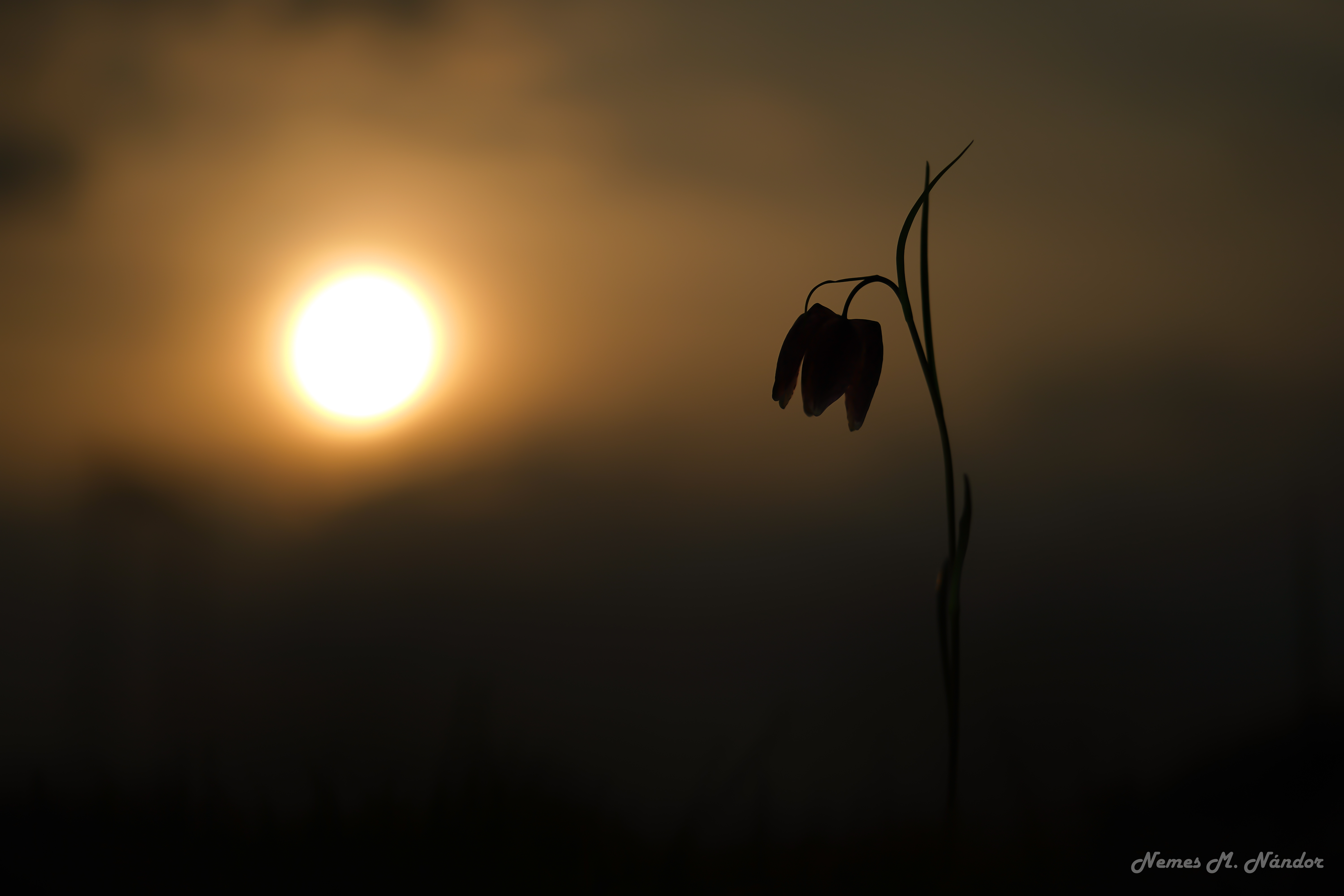 Laleaua pestriță - Fritillaria meleagris