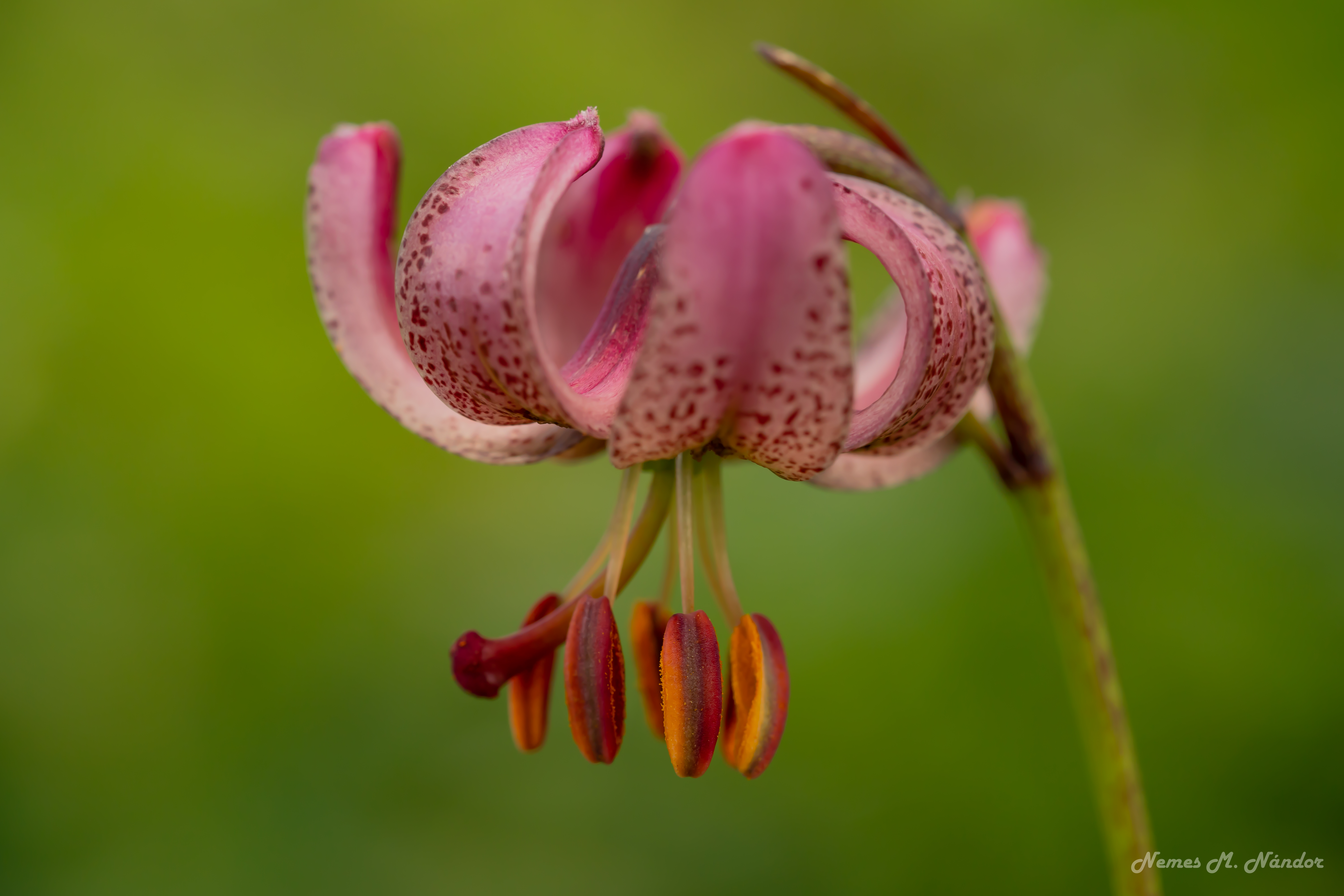 Crinul de pădure - Lilium martagon